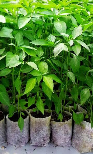 防草無(wú)紡布 果園防草無(wú)紡布 防草布 草地防草布 直銷(xiāo)  品質(zhì)保證